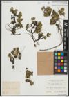 Foto von Salix serpyllifolia Scop.